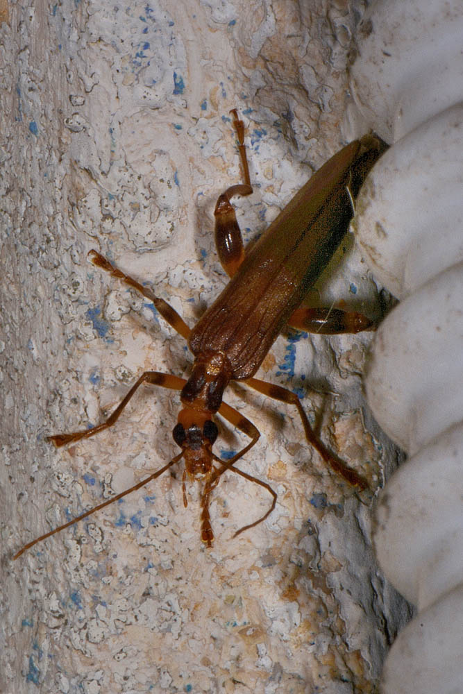 Oedemeridae:  Oncomera femoralis
